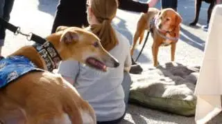 Lowcountry Dog Magazine's 2nd Annual 