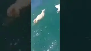 A ship carrying one million sheep capsized off the coast of Aden. Fishermen are now fishing sheep.😂