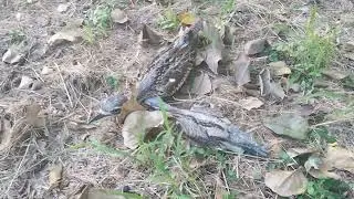 Curlews hiding quietly 🙈 