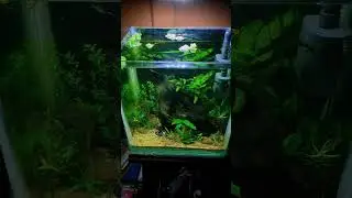 Aquarium | Rescape | Native fish | Cube tank #shorts #aqualove #aquarium #nativespecies