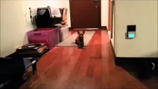Min Pin Obedience On & Off Leash E-Collar Training- Take the Lead K9 Training