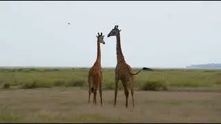 Kid-Friendly Facts about Giraffe! #wildlife #animals #nature #earth #pets #animal #wildanimals #life