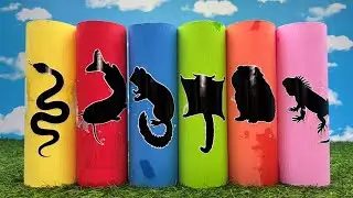 Pets: Sugar Glider, Dormouse, Iguana, Catfish, Corn Snake, Guineapig