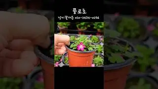 풍로초 #이찬원 #엄마의봄날