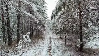Snowy Forest. pt.29. November 2024