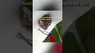 Rescuer Leaps Into Action as Cat Clings to Ledge 😰🙏
