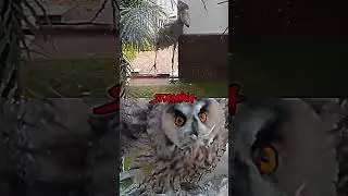 Shoebill Stork vs Eagle Owl #shorts