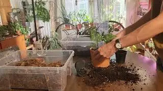 Setting up a moss pole for a pair of Philodendron esqueleto