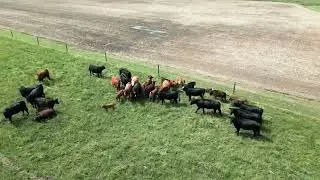 230616Drone cows
