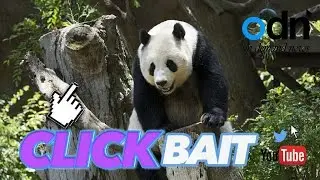 World's oldest captive panda heading for world record