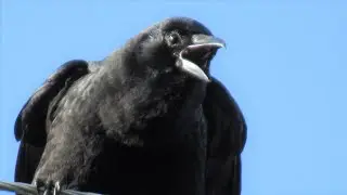 5 Different Crow Sounds