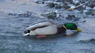 4K Kaczki-glonojady / Duck algivores