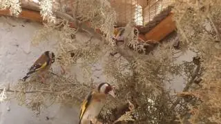 الحسون الجزائري الاصيل تيسمسيلت