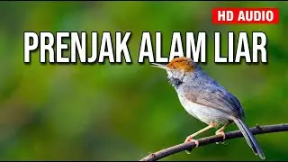 🔴 LIVE Masteran Prenjak Gacor Kualitas Audio Jernih HD