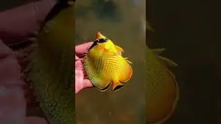 Rilis Ikan Hias Kuning Cantik