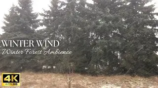 Snowy Evergreen Forest Ambience &ndash; Wind, Falling Snow & Quiet Countryside (No Loop)