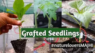 Grafted Hybrid Seedlings II Brinjal II Tomato II Capsicum II Chilli II Other Vegetables