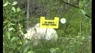 Sweden Zoo Wolf Attack  Swedish Worker Killed By Wolves In Kolmarden Wildlife Park.mp4