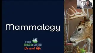 Mammalogy - Backyard Naturalist Lecture Series