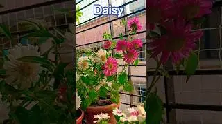 Daisy Blooming #ytshorts #flowers #viral #shorts #youtubeshorts #nature
