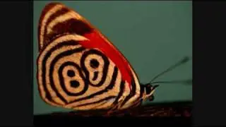 Glyph- Sub Cubensis