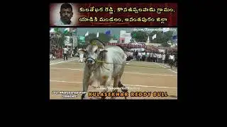Kulasekhar Reddy's Senior #ongolebulls  in 2021 ANarayanapuram #ongolebullsshow #youtubeshorts