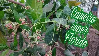 Dicas de cuidados com o Cajueiro