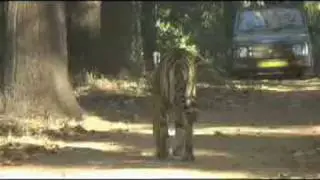 Tiger Sighting at Kanha National Park, India - Dec 08