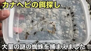 カナヘビに謎の蜘蛛をあげてみた【爬虫類】捕食動画　虫採集　この蜘蛛の名前はなんですか？