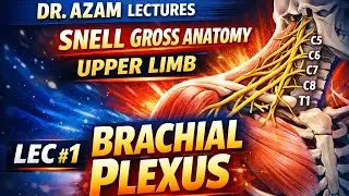 LEC#1 | BRACHIAL PLEXUS | PART 1| UPPER LIMB |  DR AZAM | ASAD KOHARIAN|