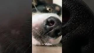 Dogs' nose prints #shorts