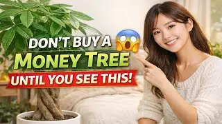 Don&rsquo;t buy a Money Tree until you see this