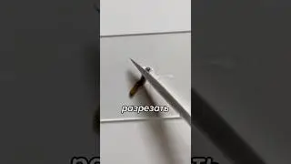 Учёные ДУМАЮТ КАК Скопировать СУПЕРСПОСОБНОСТИ Планарии #shorts