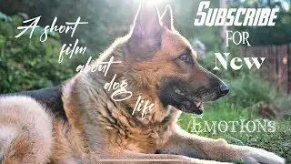 SHORT FILM ABOUT DOGS&rsquo; LIFE (DOGUMENTARY) 