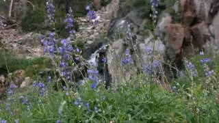 Galena Creek