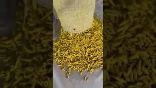 Powder Quality Turmeric finger Mini Selam | Available on IndiaMART