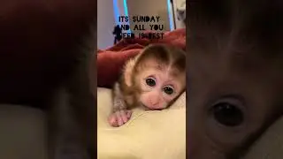 Baby Monkey Resting Peacefully 🐒💤 | Cutest Calm Moment You&rsquo;ll See Today!