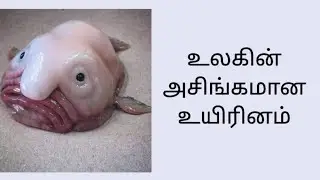 Blob fish fact in tamil/ ugly fish 