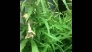 Prey Mantus eating moth off bud plant