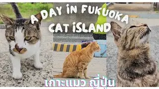 Japan เกาะแมว (ขี้อ้อน) คนรักแมว ห้ามพลาด | Ainoshima Island