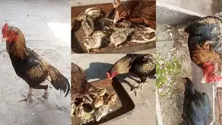 Day#9 Aseel chicks growth / Aseel chicks fast growth tips#aseel #growth #aseelmurga #viralvideo