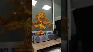 Beautiful money tree.