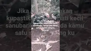 #aseel #roosterfarm #chicken #aseelmurga #rooster #ternak #binggofarm