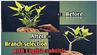 How to make ficus Bonsai- branch selection after new growth by hobby guide Nandi.