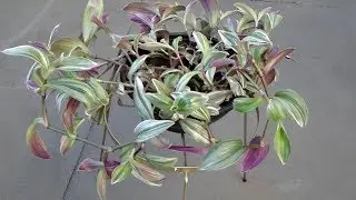 Wandering Jew Plant - Tradescantia Fluminensis Tricolor