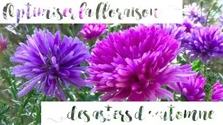 ✿ Asters d'automne : conserver une belle floraison jusqu'aux gelées