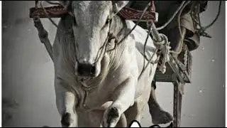 🐂बैल पोळा 🐂 शेतकरी राजा NEW STATUS SONG
