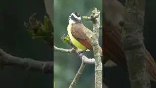 Great Kiskadee bird sound #shorts