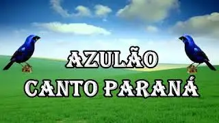 Azulão Canto Paraná