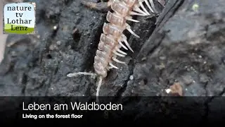 Leben am Waldboden (20). Hornmilbe, Schleimpliz, Kugelspringer, Weberknecht, Assel, Hundertf&uuml;sser